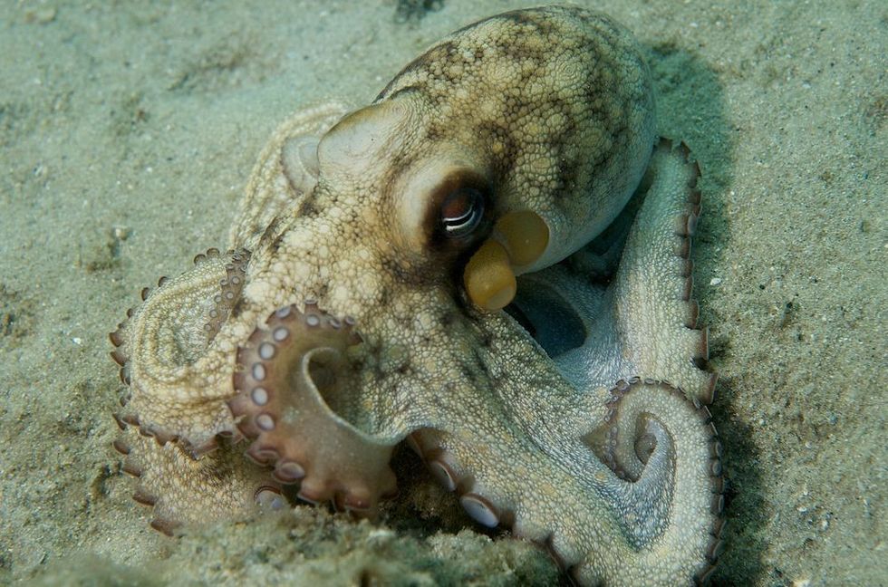Common Octopus in Sea bed.