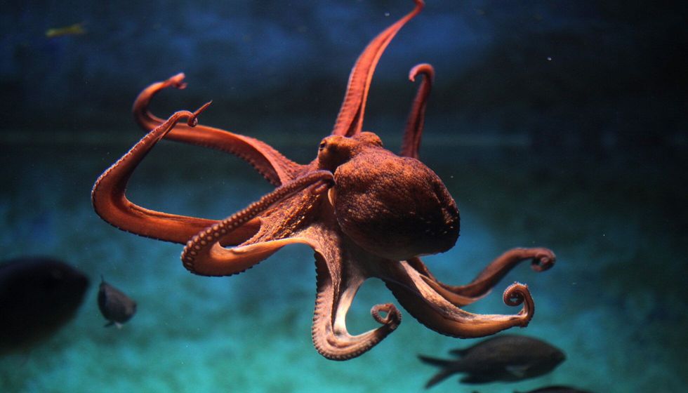 Common octopus under water.