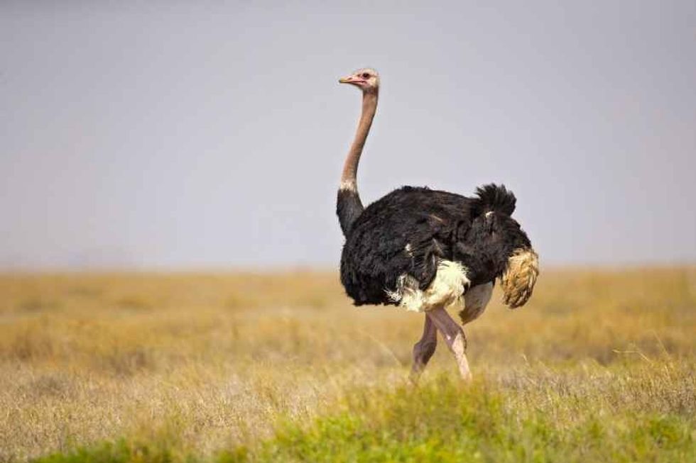 Common ostrich in nature.