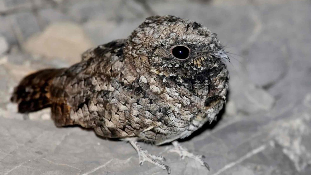 Common poorwill facts about the nocturnal bird.