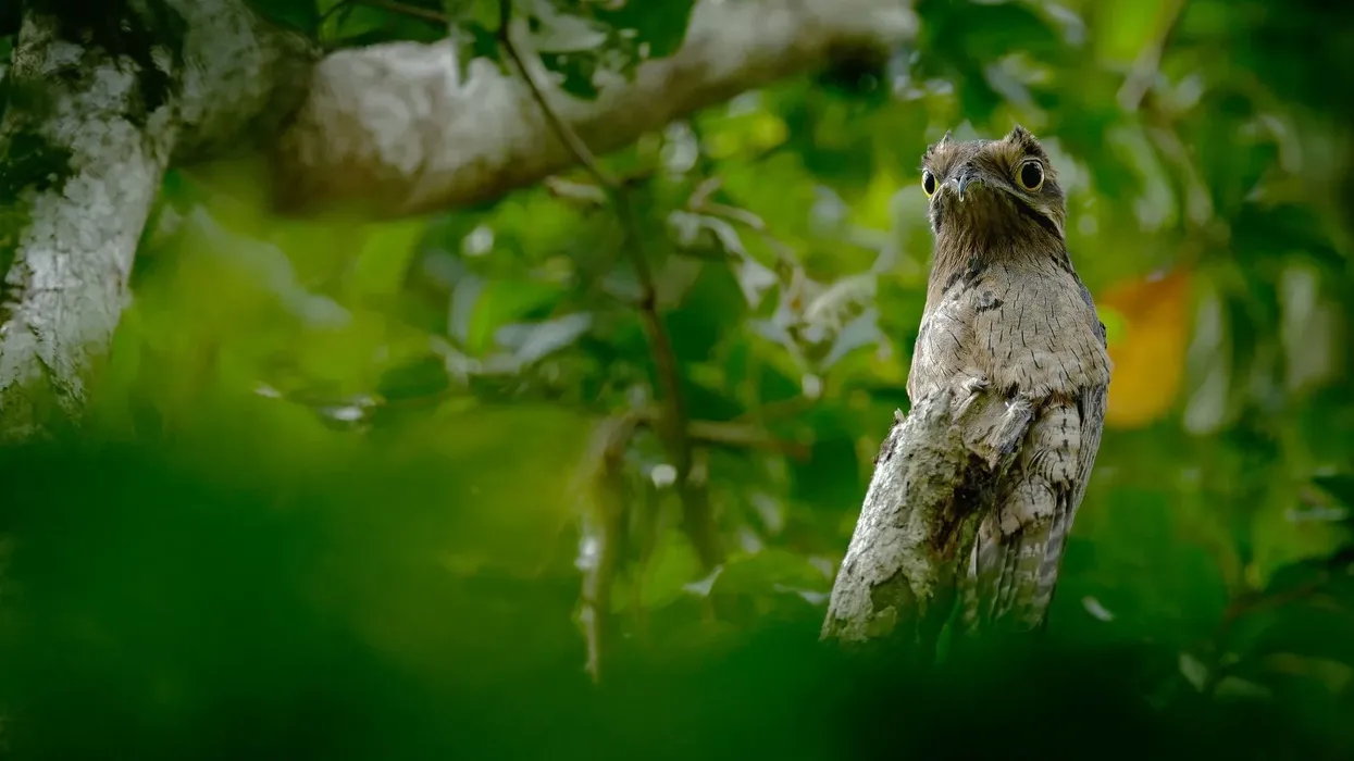 Common potoo facts will pique your interest in this popular bird.