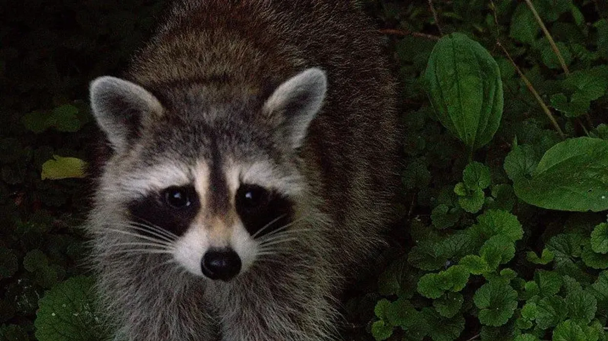 Common raccoon facts are interesting.