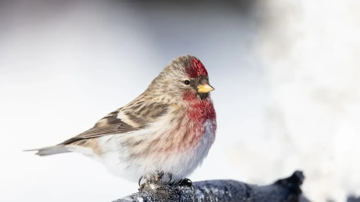 Common redpoll facts are for wildlife enthusiasts.