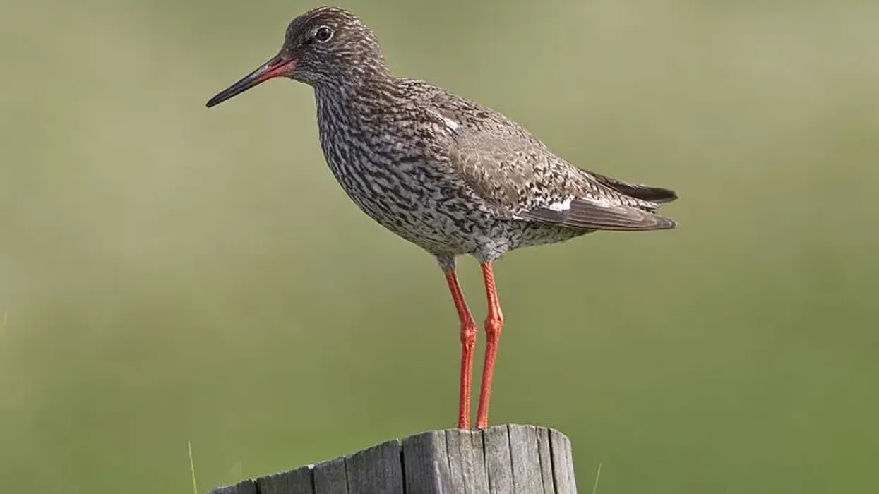 Common redshank facts are fun to learn.