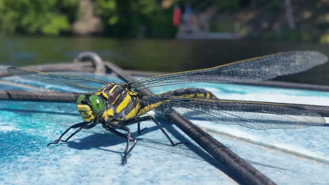 Common sanddragon facts are about this unique dragonfly.