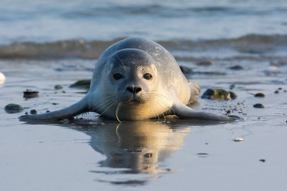 Common seal lying on the beach.