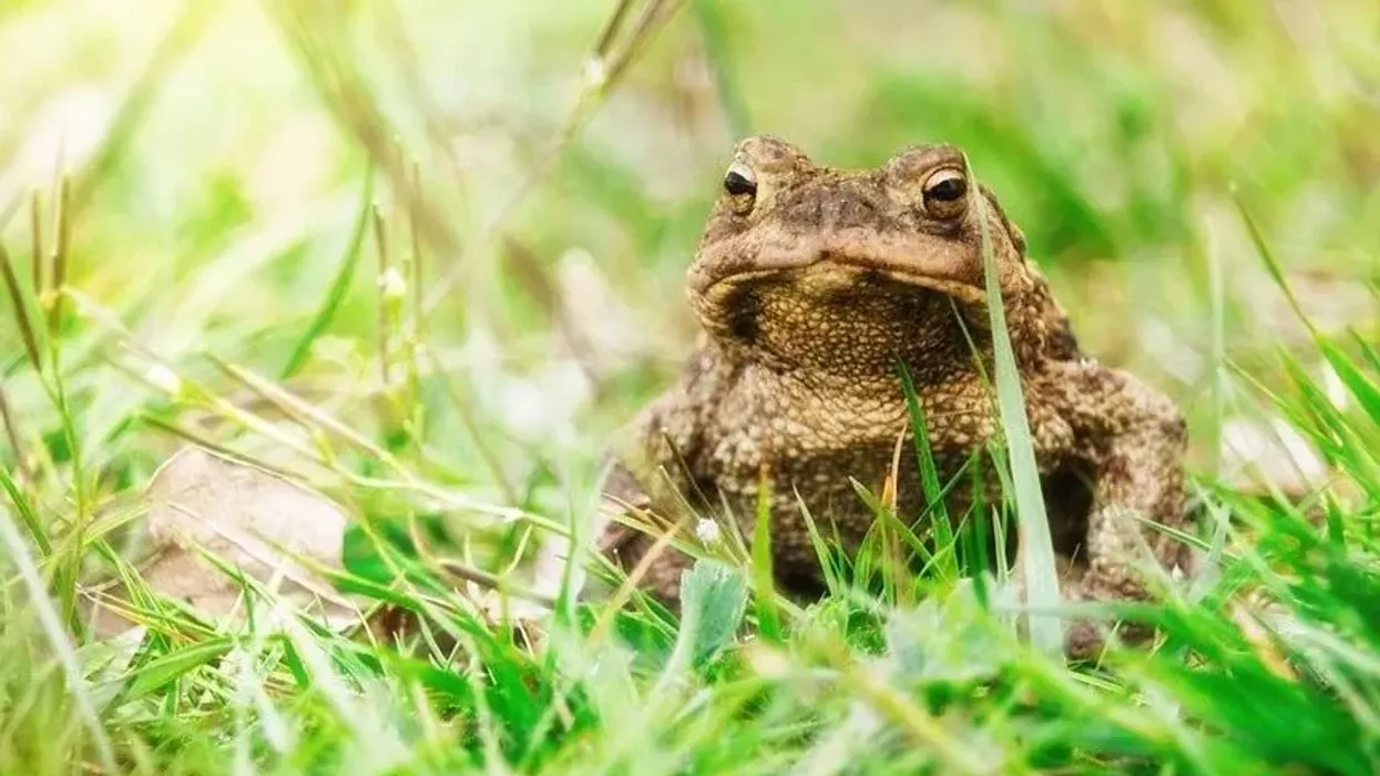 Common toad facts tell us about their breeding season
