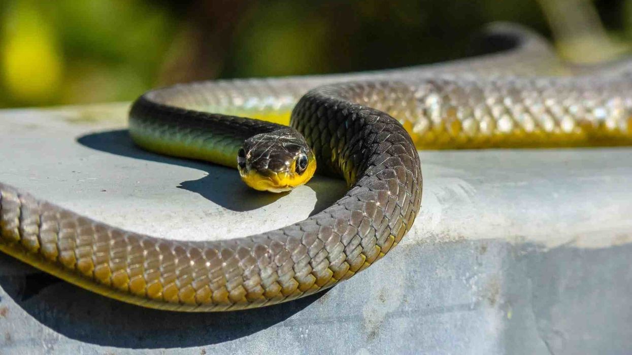 Common tree snake facts depict the unique characteristics and adaptations.