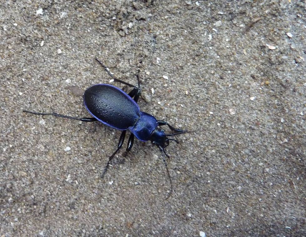 Common violet ground beetle.