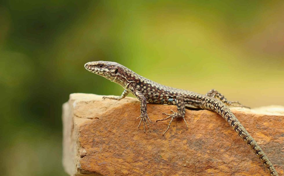 common wall lizard 