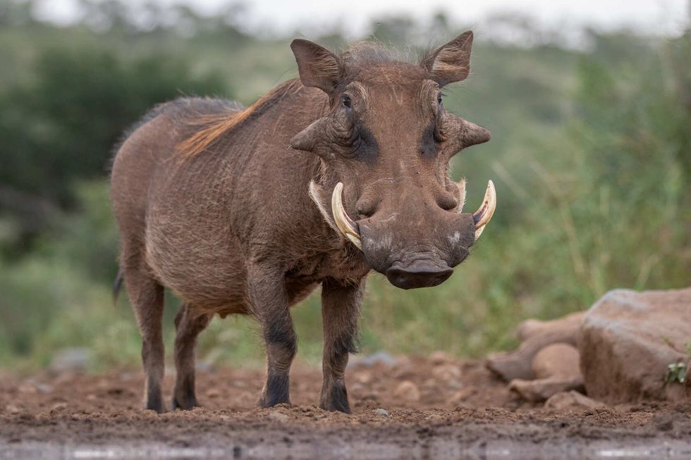 Common Warthog in the wild.
