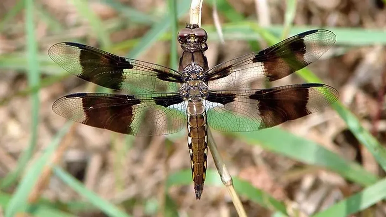 Common whitetail skimmer facts are great for kids.
