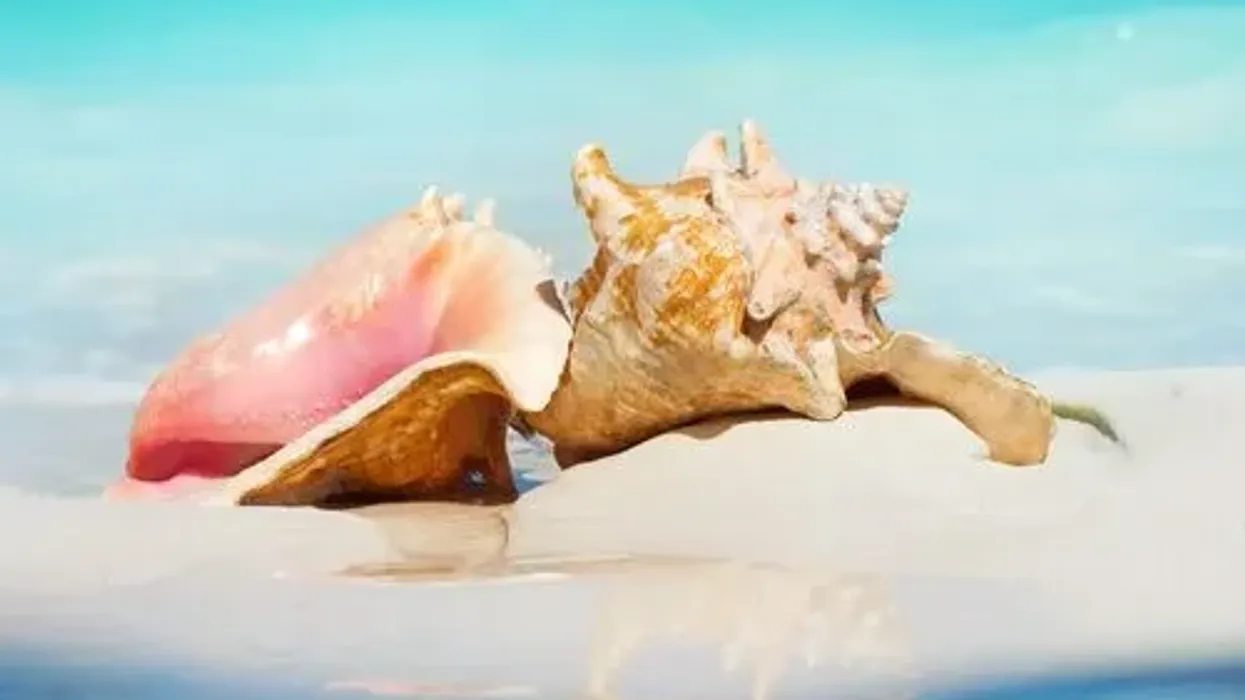 Conch facts, like queen conch shells are brown-white on top and pink or orange inside, are interesting.