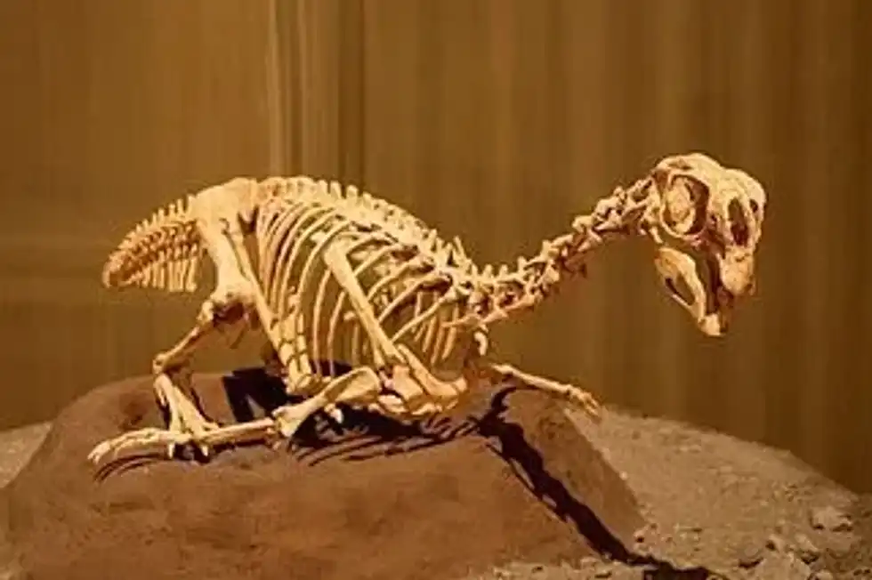 Conchoraptor facts are interesting for kids.