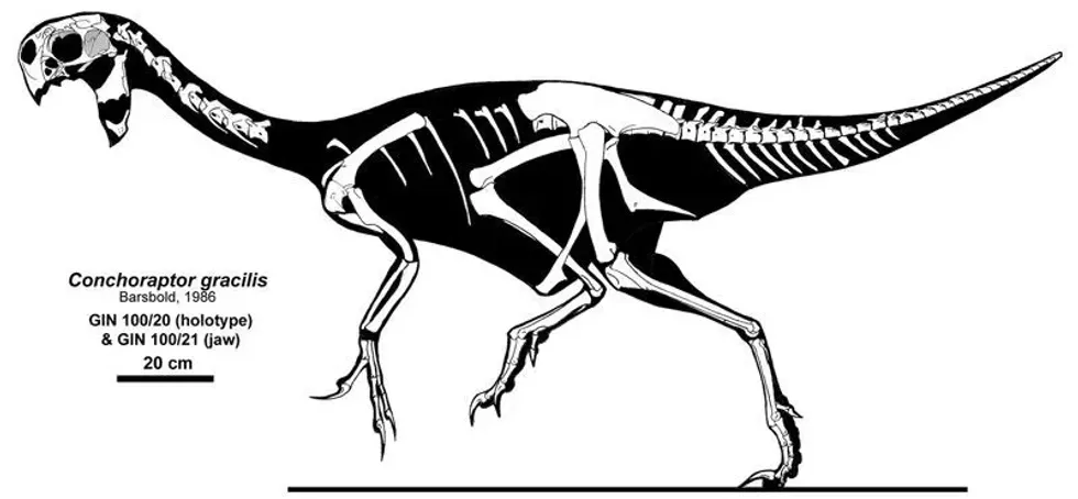 Conchoraptor facts help to know about a new species of dinosaur.