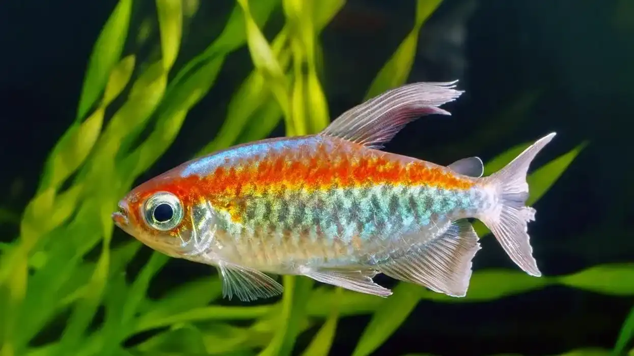 Congo tetra facts for kids are very interesting.