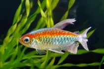 Congo tetra facts for kids are very interesting.