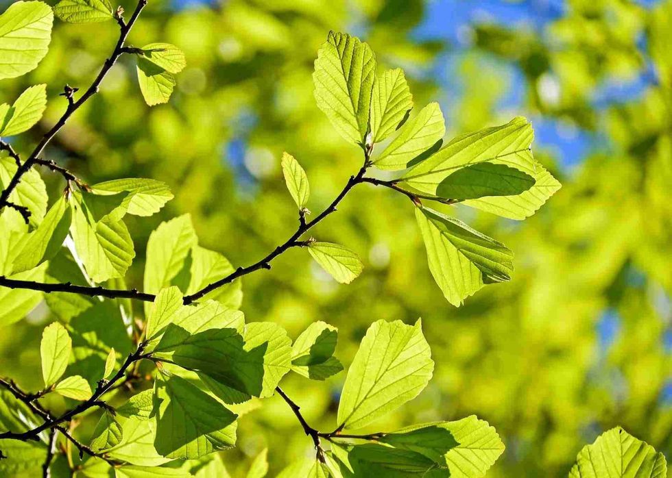Coniferous trees have needles in place of leaves