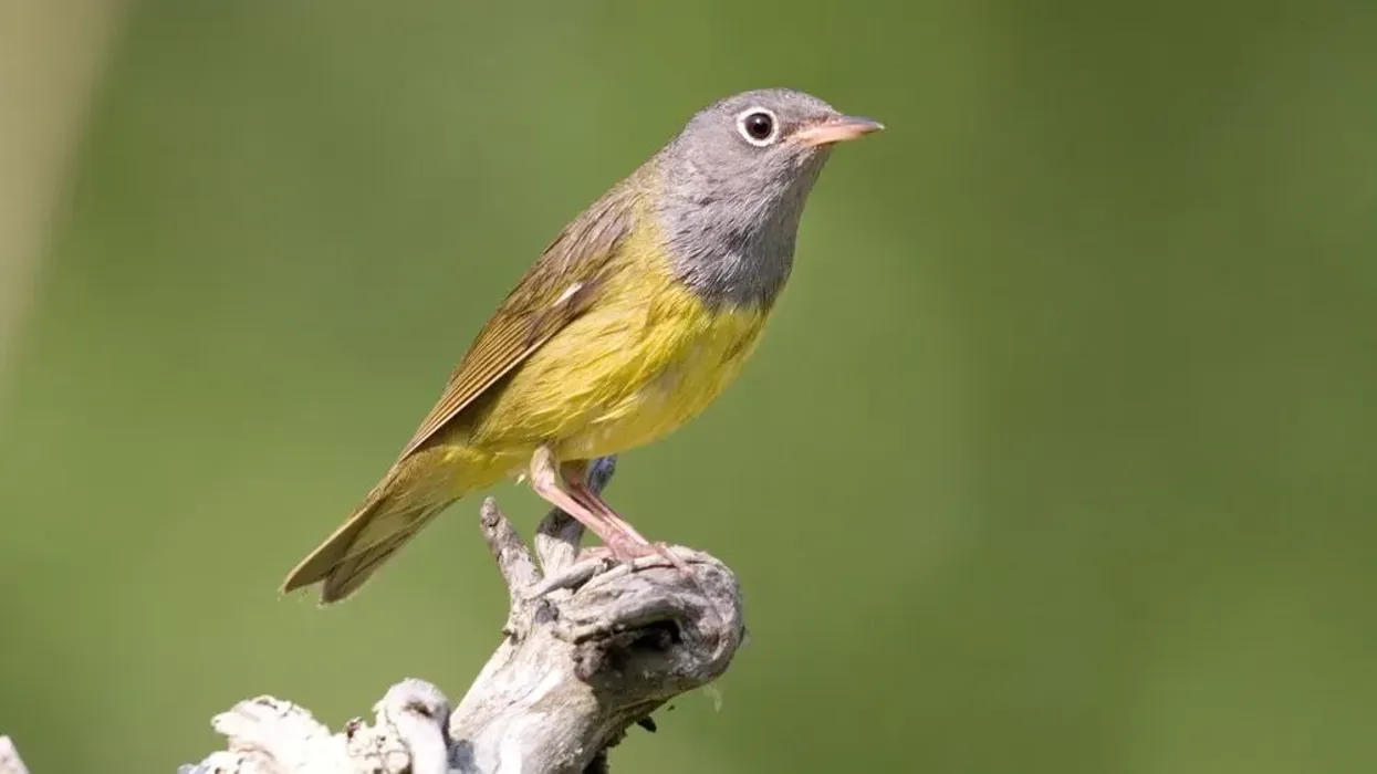 Connecticut warbler facts are interesting.