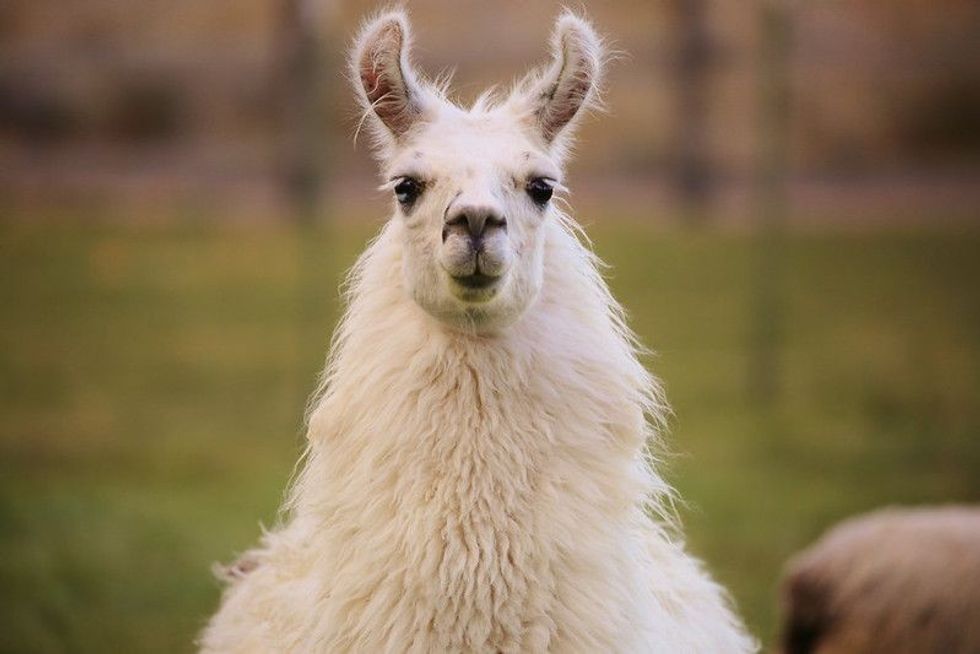 Content Grinning Llama.