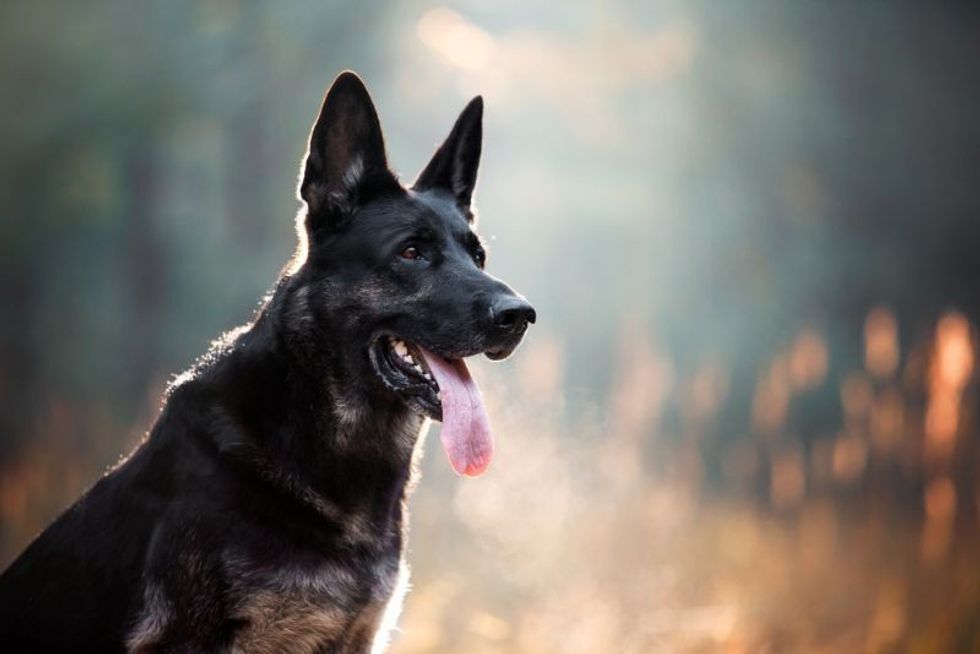 Contented shepherd smiling