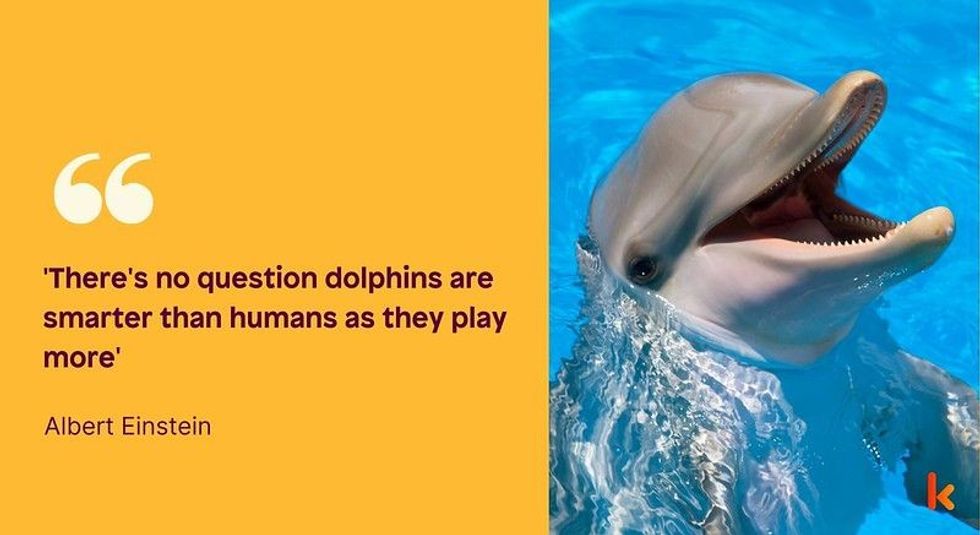 Continue reading these cute dolphin quotes and saying to learn more about the amazing mammals.