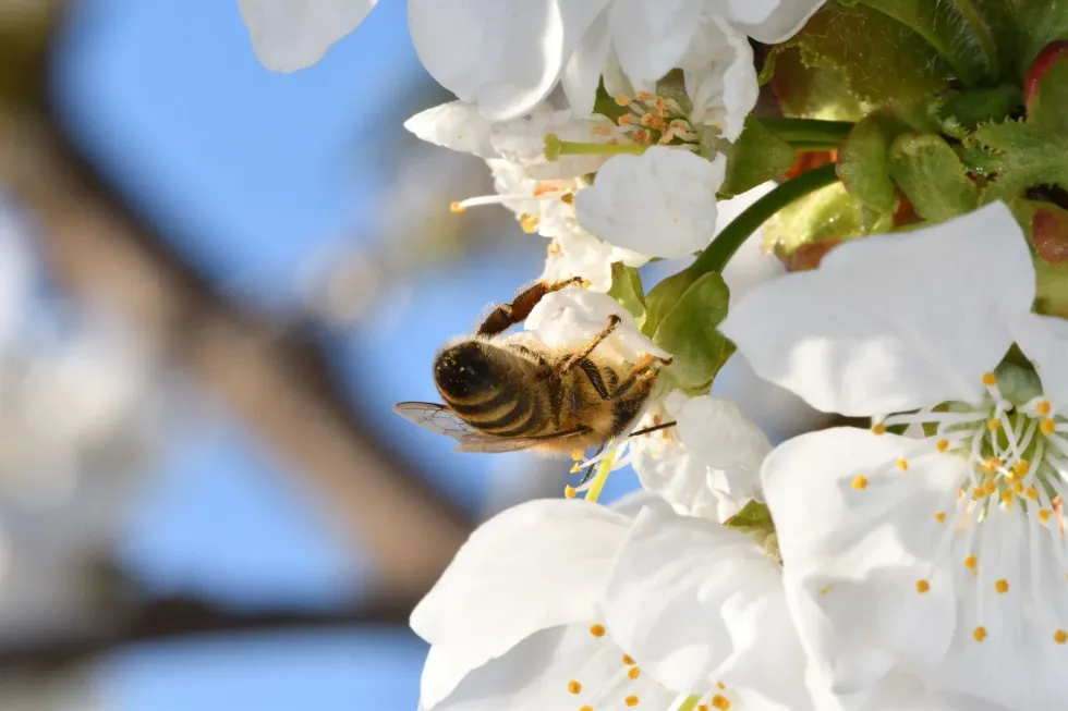 Continue reading this article to find out how long do queen bees live.