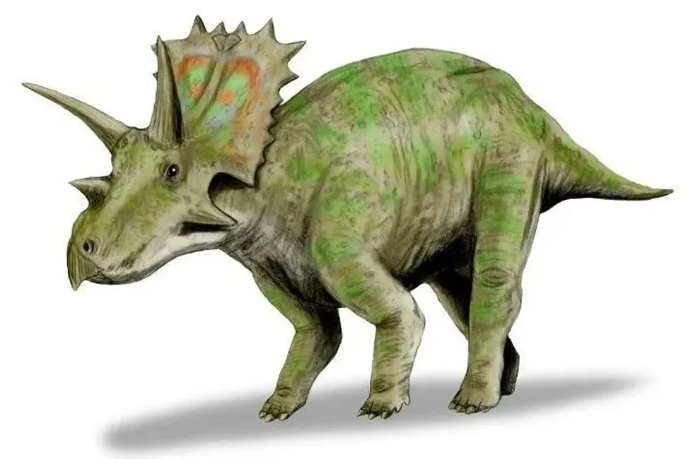 Continue reading to discover more fun Anchiceratops dinosaur facts for kids.