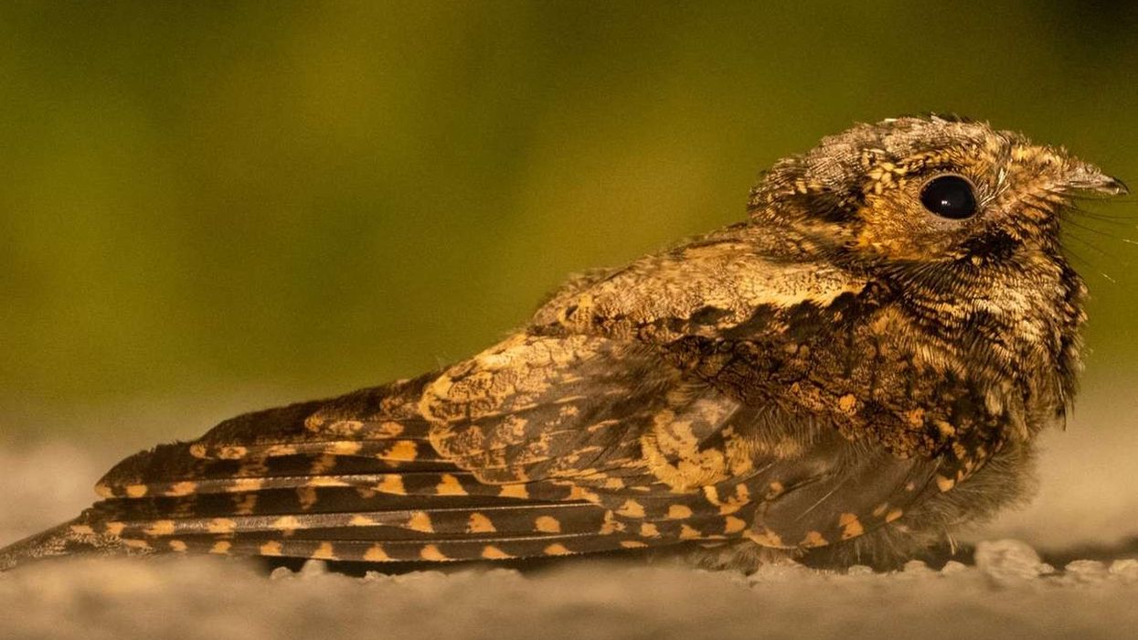 Continue reading to learn some fascinating facts about the whippoorwill bird!