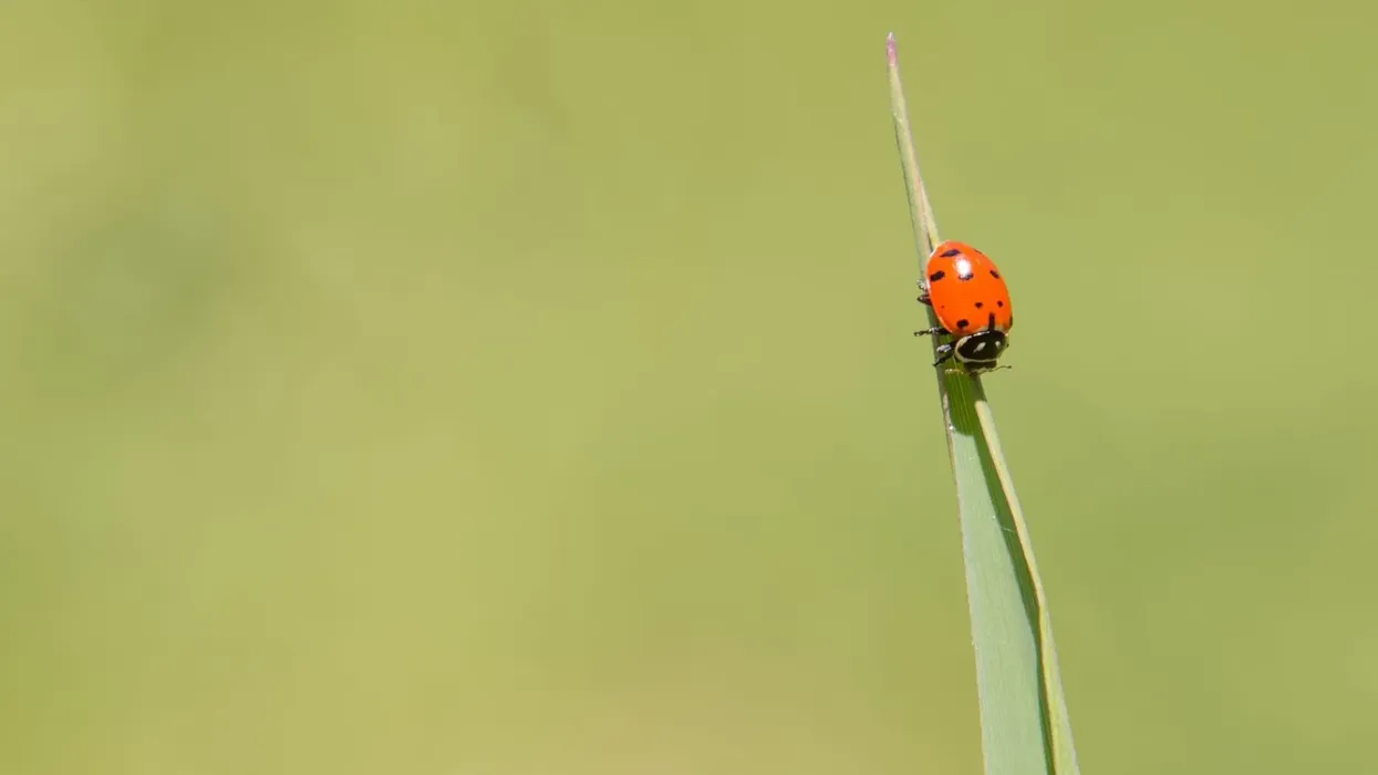 Convergent lady beetle facts such as lady beetles are also called ladybugs and are a very effective pest control agent for the pest -aphid