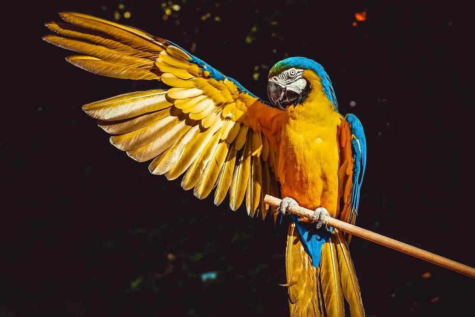 cool names for you that mean bird