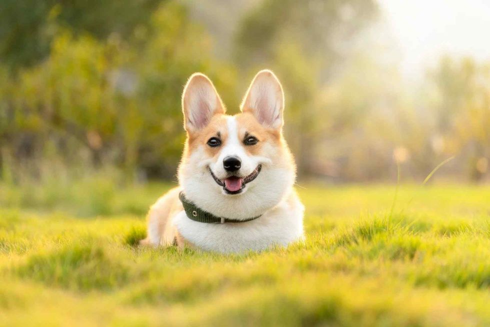 cool names for your lovely dog