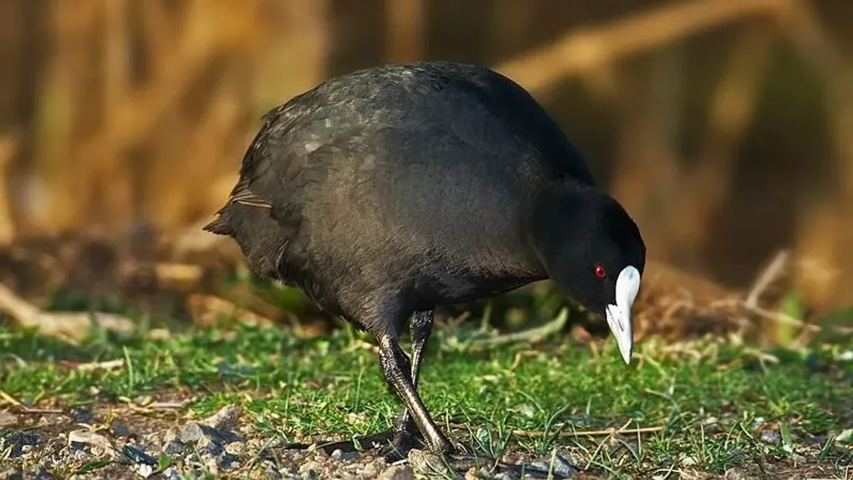 Coot facts about a unique type of water bird.