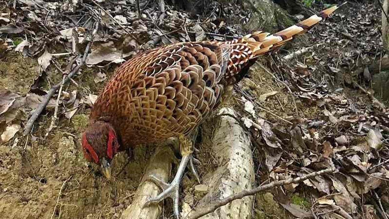 Copper pheasant facts are very interesting!
