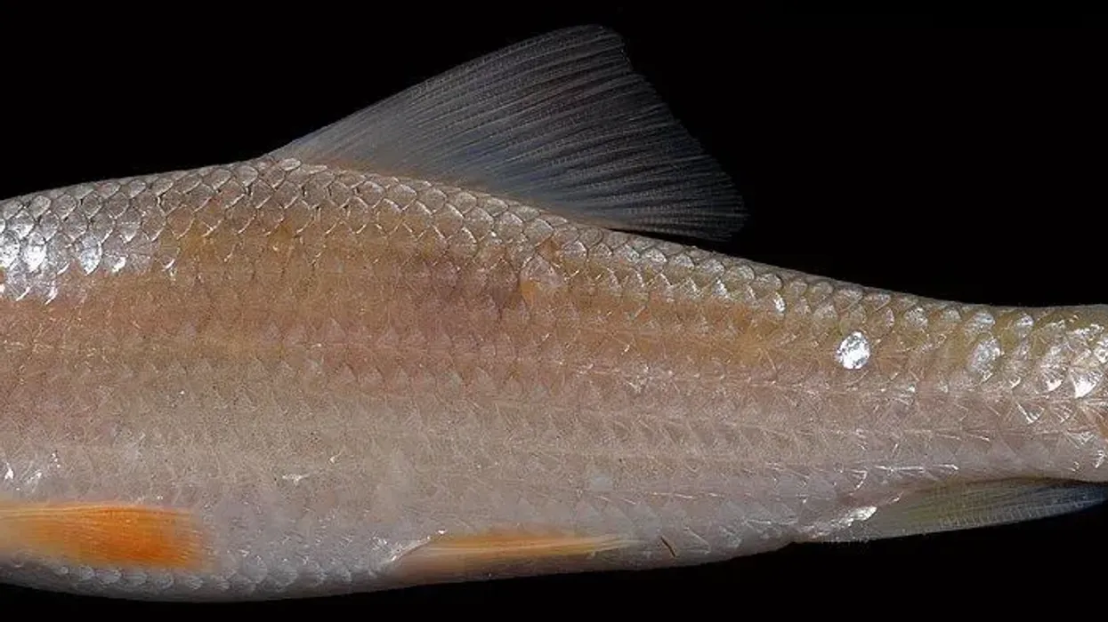 Copper redhorse facts are all about a freshwater fish