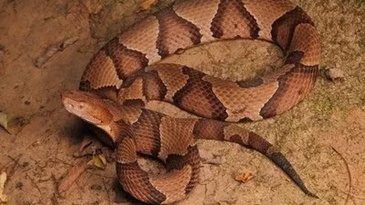 Copperhead snake facts give us an insight about this type of venomous snake.