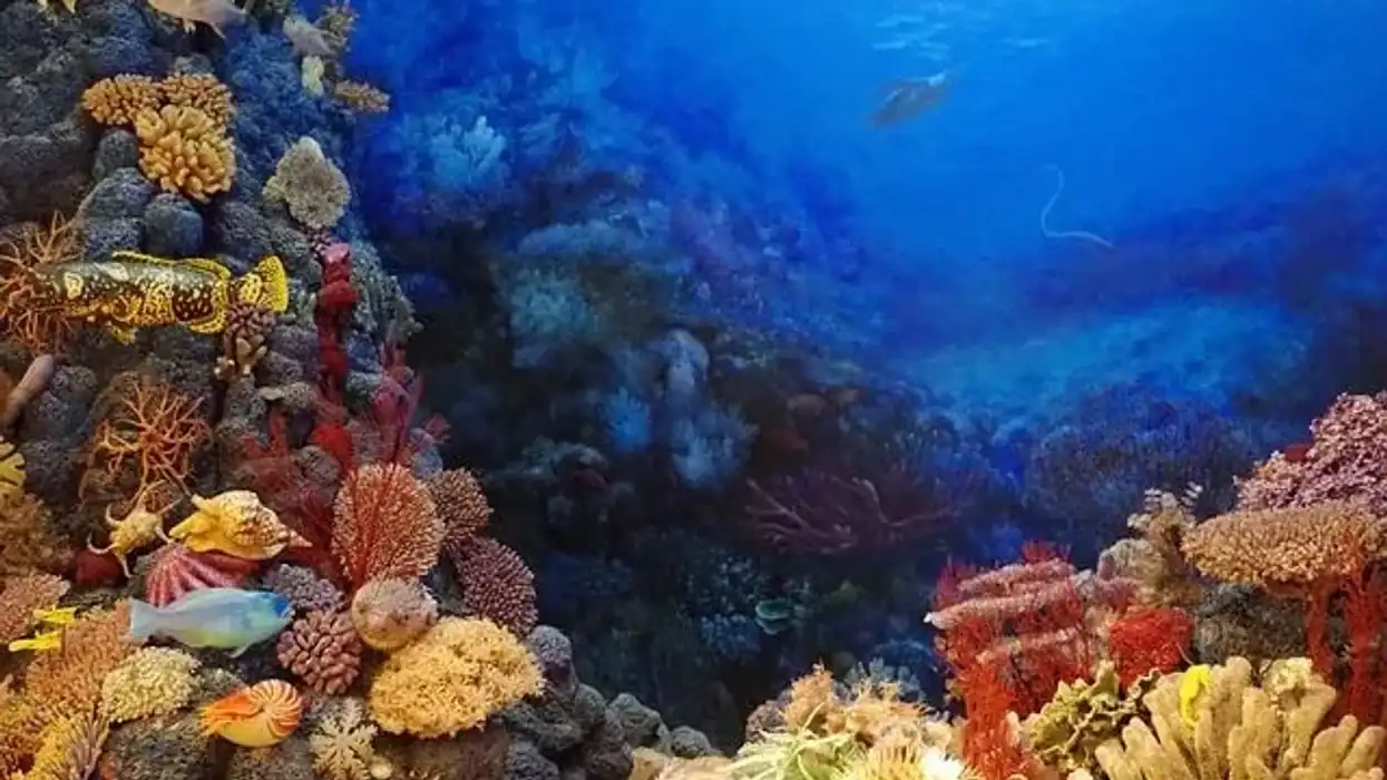 Coral facts are highly interesting.