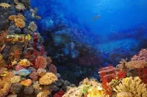 Coral facts are highly interesting.