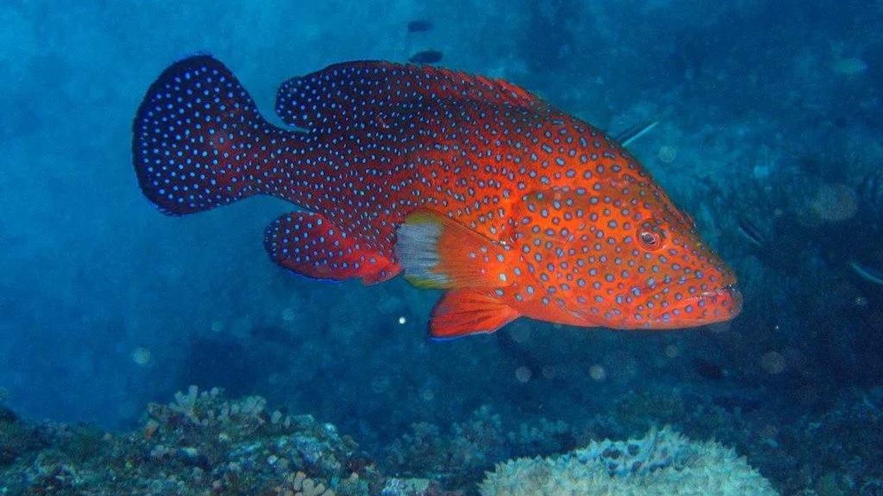 Coral Grouper Fact File