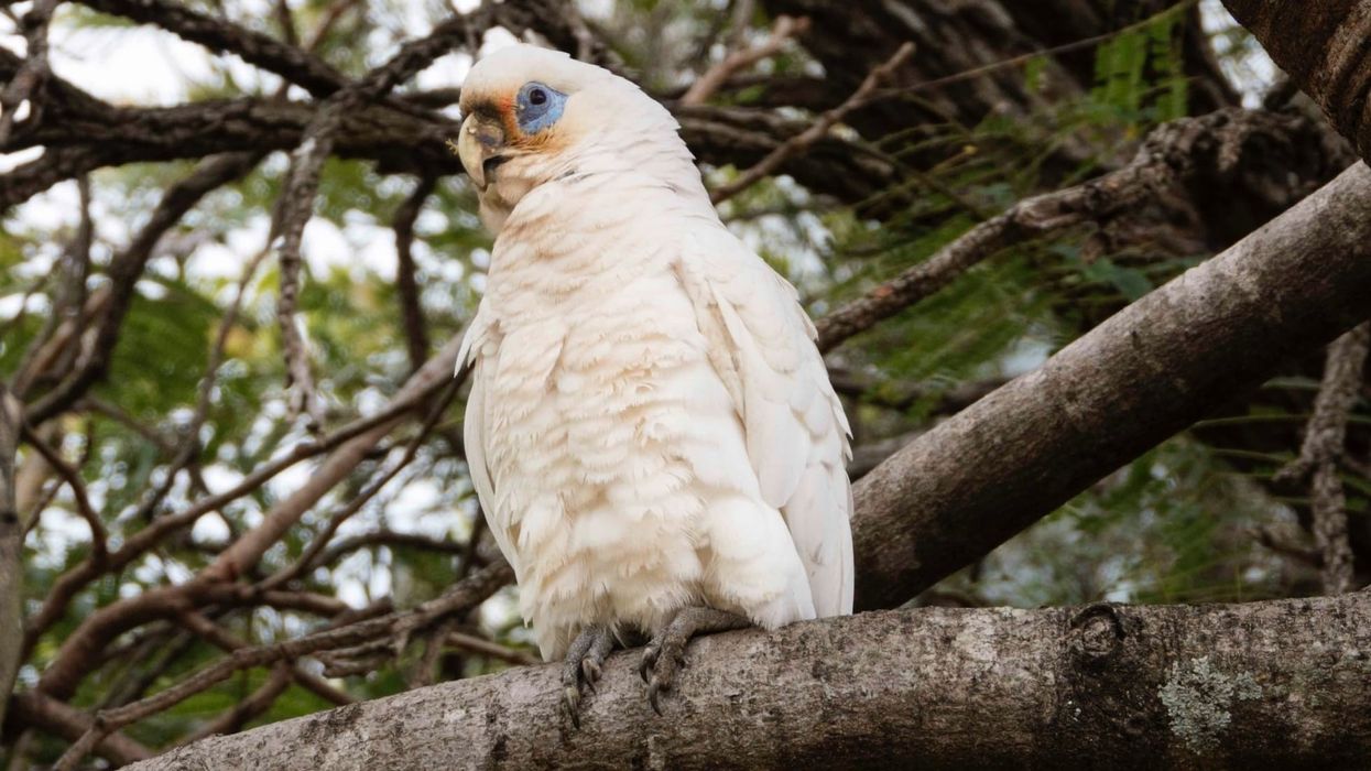 Corella facts tell us about the bird also known as bare-eyed cockatoo