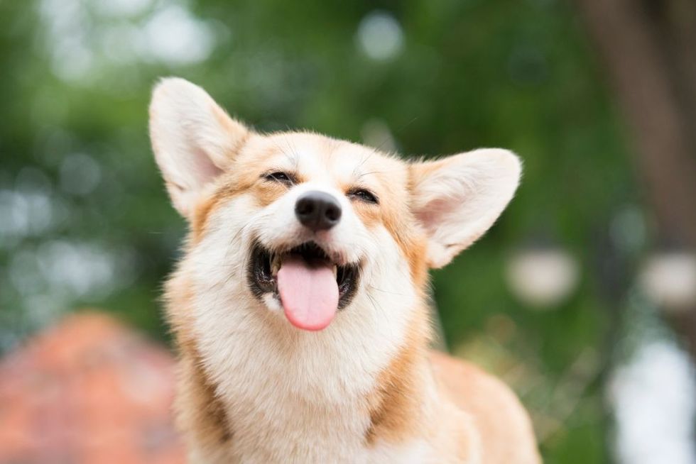 Corgi dog trying to sneeze
