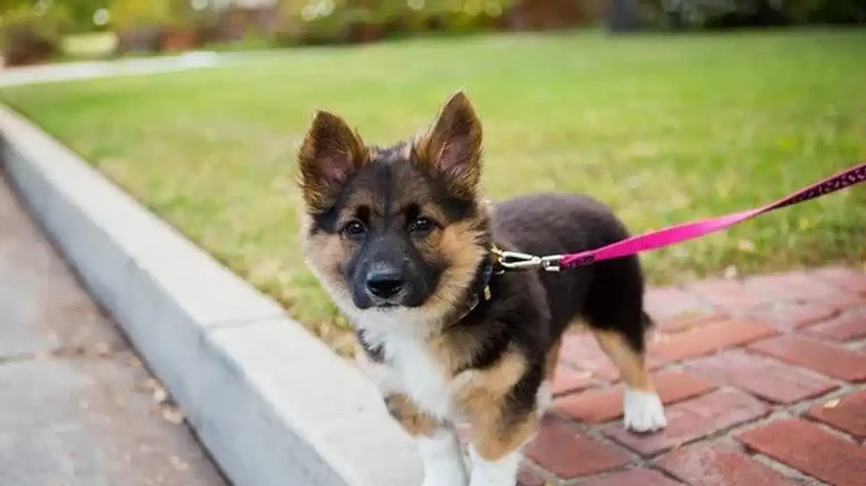 Corgi German Shepherd Mix facts on the efficient herding dog.