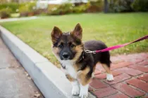 Corgi German Shepherd Mix facts on the efficient herding dog.