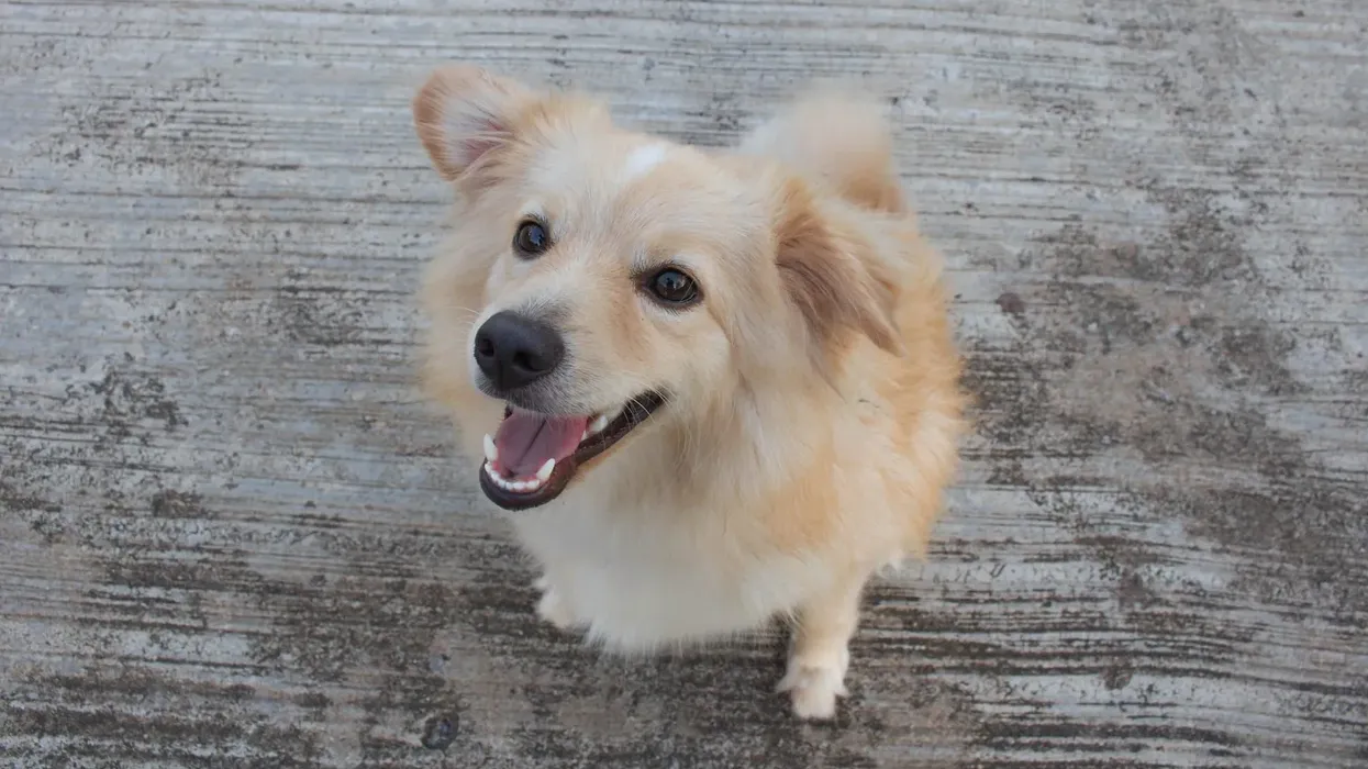 Corgi golden retriever mix facts about this adorable dog will make you fall in love with the mix breed