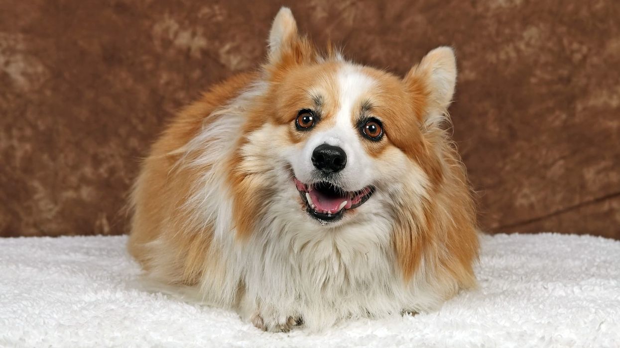 Corkie facts talk about their exercise needs and grooming.