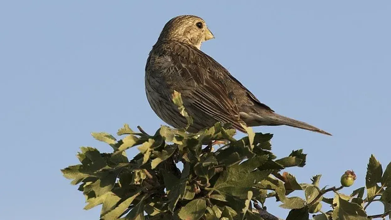 Corn bunting facts are all about singing birds.