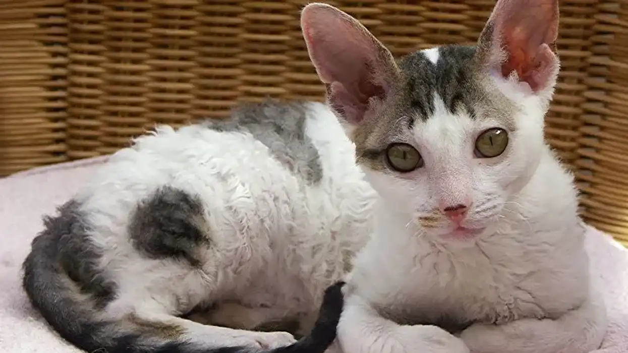 Cornish Rex facts are interesting.