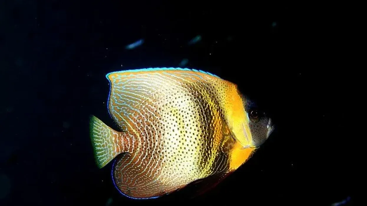 Cortez angelfish facts are interesting to learn.