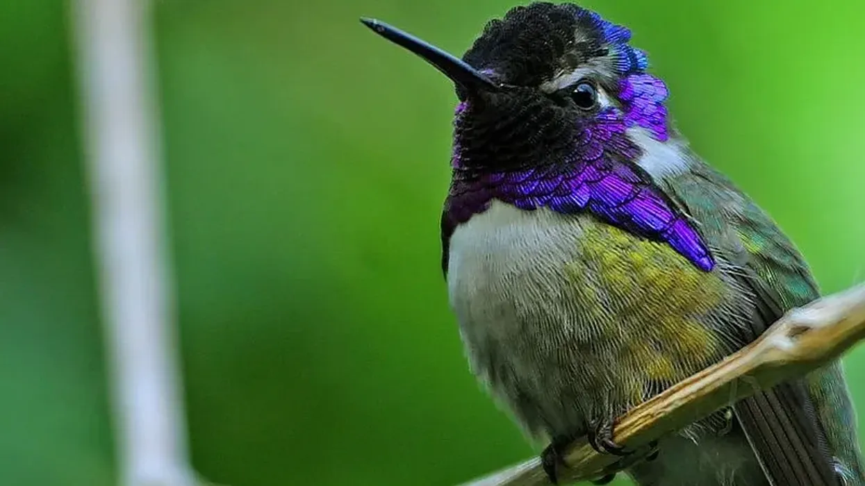 Costa's hummingbird facts about the popular North American bird species native to Sonoran and Mojave desert.