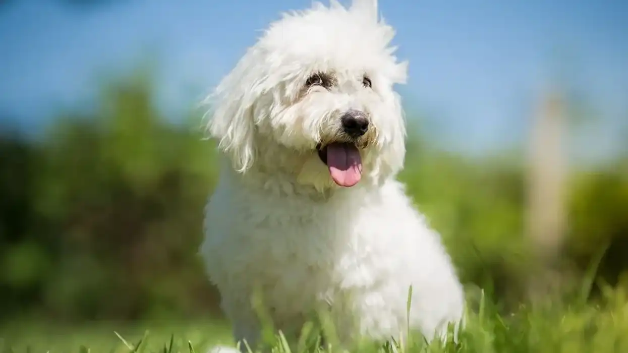 Coton de Tulear facts are for people of all ages.